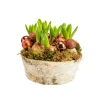 Composition de 5 jacinthes en coupe bouleau