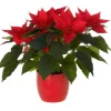 Composition florale poinsettia - Ø 14 cm
