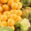 Coquerêt du Pérou à fruits jaunes Bio - Le pot recyclé de 2.5 litres