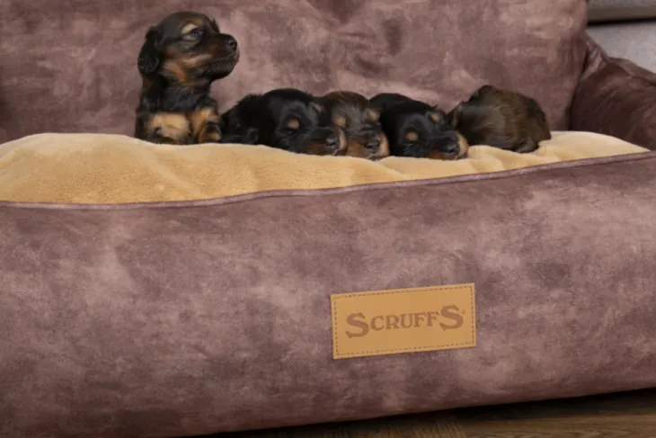 Corbeille pour chien marron Kensington Scruffs – Taille M
