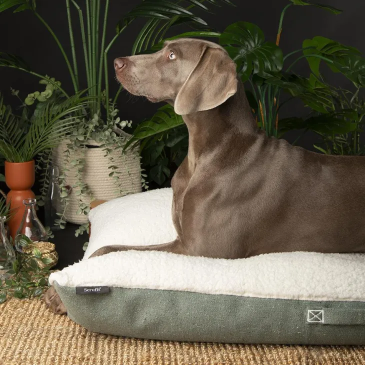 Couchage pour chien coloris vert coussin Scruffs Eco Eden - Taille XL 120 x 75 cm