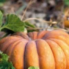 Courge Musquee De Provence Bio. La barquette de 3 plants