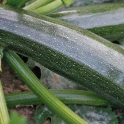 Courgette Verte Zodiac Bio. La motte de 7x7 cm