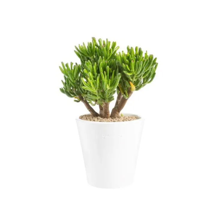 Crassula hobbit en pot blanc émaillé H 10 x Ø 15 cm