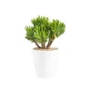 Crassula hobbit en pot blanc émaillé H 10 x Ø 20 cm