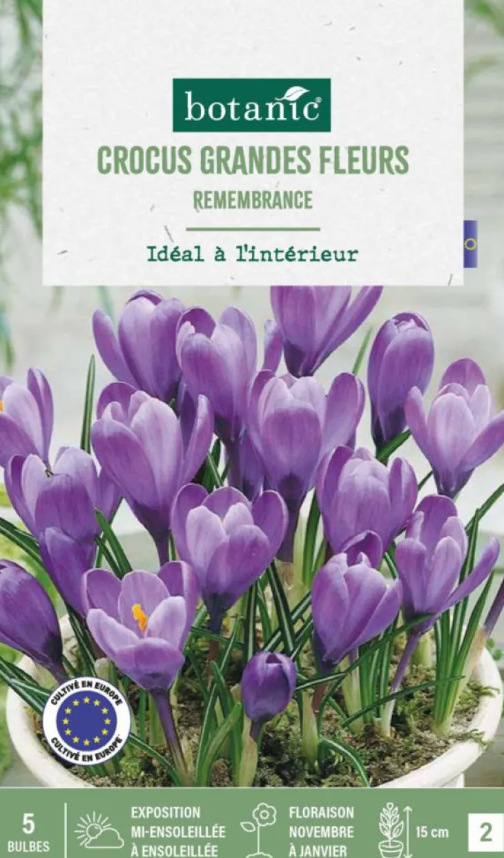 Crocus intérieur Remembrance en mélange botanic® - 5 bulbes