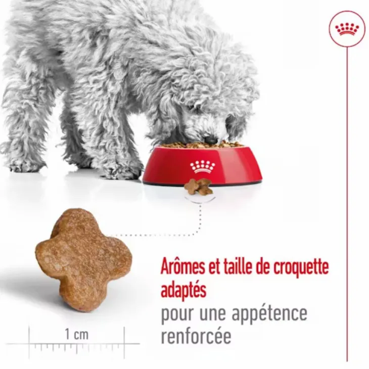 Croquette pour chien mature de petite taille Royal Canin - 2 kg