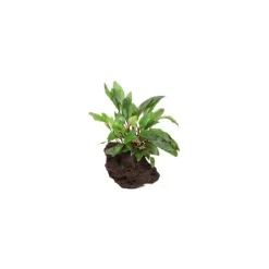 Cryptocoryne Beckettii Petchii Sur Roche S