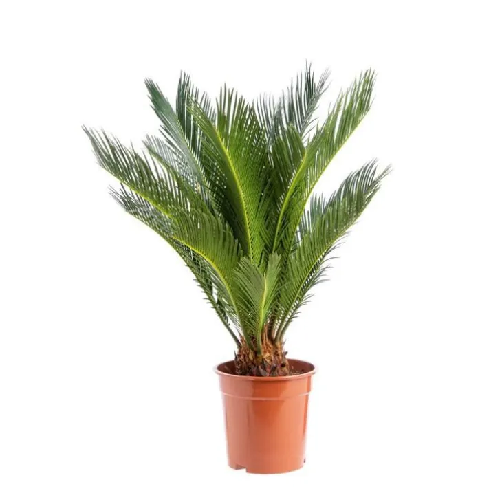 Cycas Revoluta pot Ø19xH60/80 cm