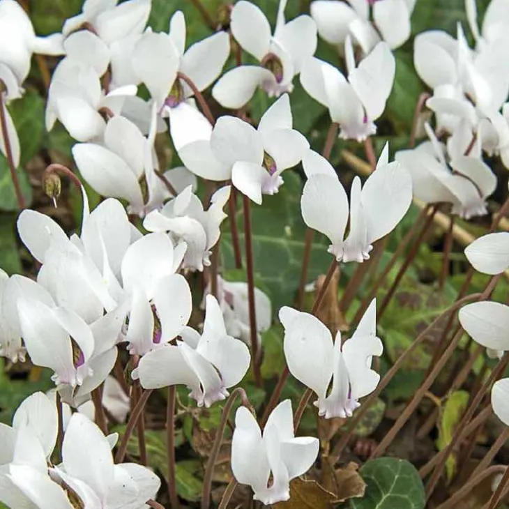 Cyclamen Hederifolim blanc - Le pot de 9 x 9 cm