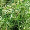 Cyperus Alternifolius pot Ø14xH55 cm