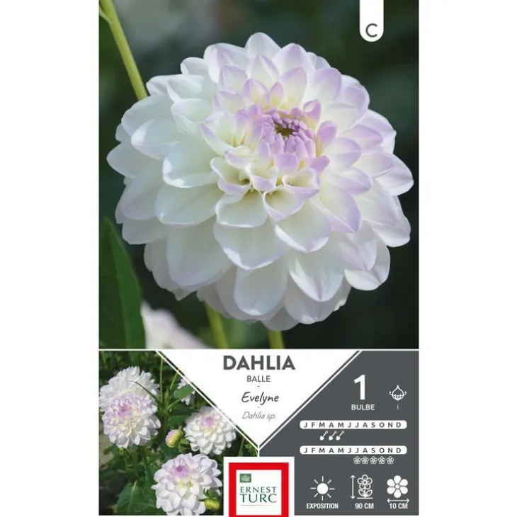 Dahlia balle Evelyne blanc pointe mauve Ernest Turc Evelyne - 1 bulbe