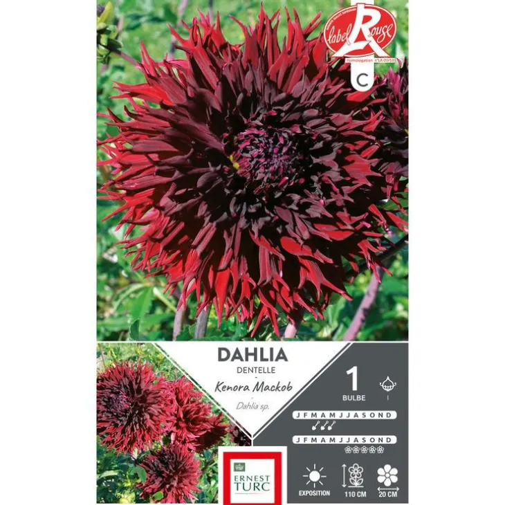 Dahlia cactus dentelle Kenora Mackob bordeaux Ernest Turc - 1 bulbe