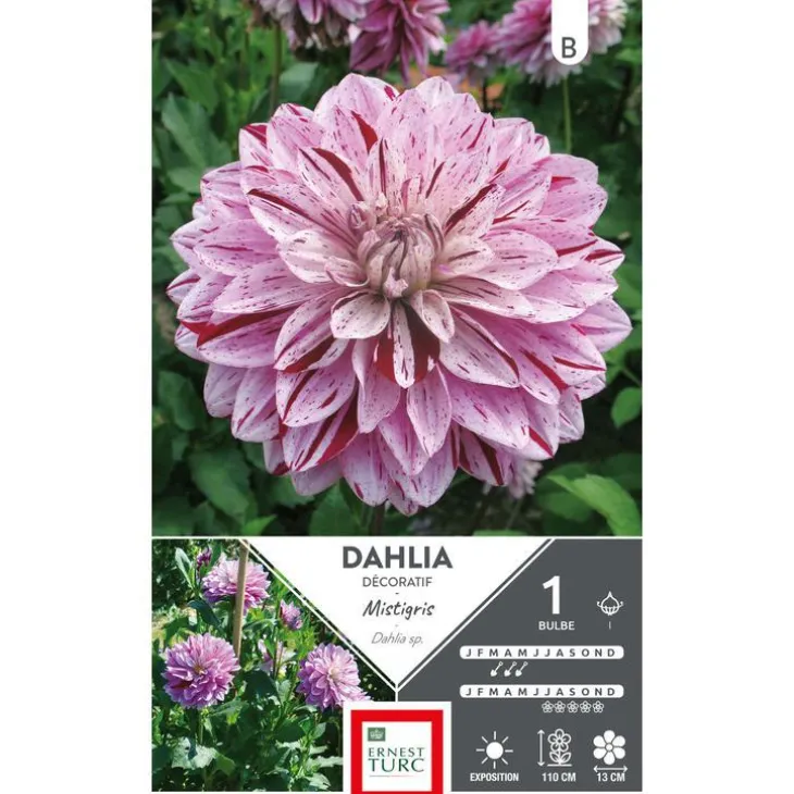 Dahlia décoratif Mistigris mauve Ernest Turc - 1 bulbe
