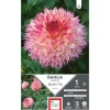 Dahlia fleurs géantes rose Ernest Turc Myrtle’s folly - 1 bulbe
