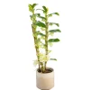 Dendrobium nobilé 2 branches avec cache-pot Ø 12 cm