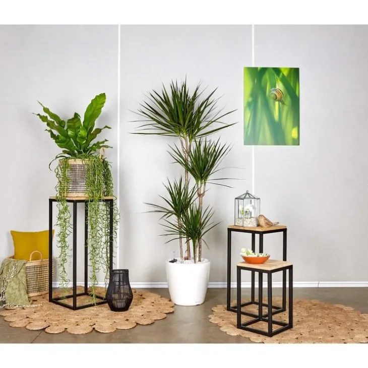 Dracaena marginata 4 tiges et son pot Classico premium Ø 35 blanc