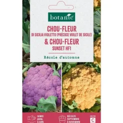 Duo de graines choux fleur di sicilia violetto et graines de sunset HF1 - botanic® - graines à semer