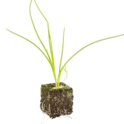 Echalote Conservor Bio. La motte de 4x4 cm