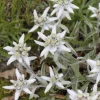 Edelweiss - Le pot de 9 x 9 cm