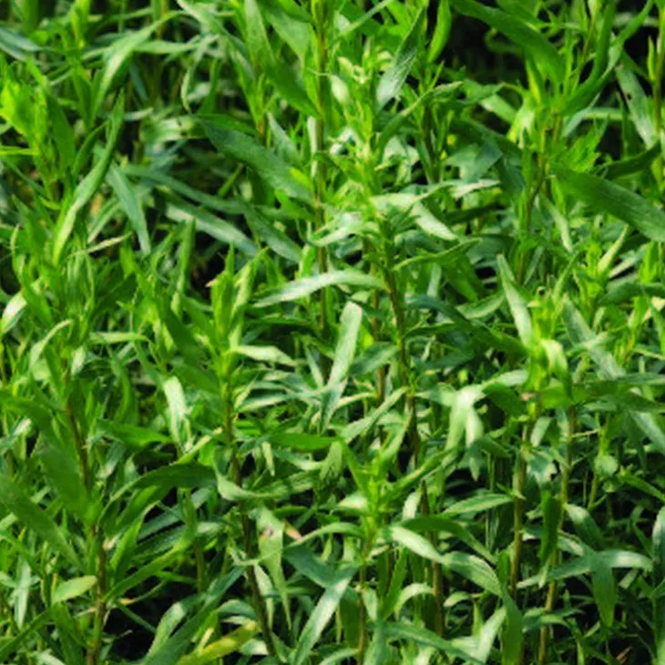 Estragon Bio. Le pot de 2,5 litres