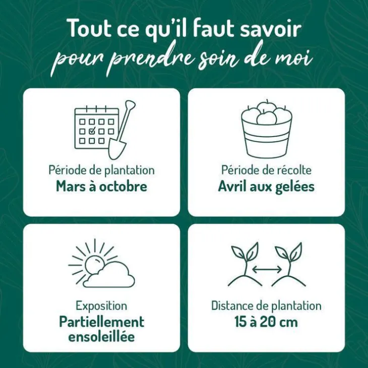 Estragon Bio. Le pot de 2,5 litres