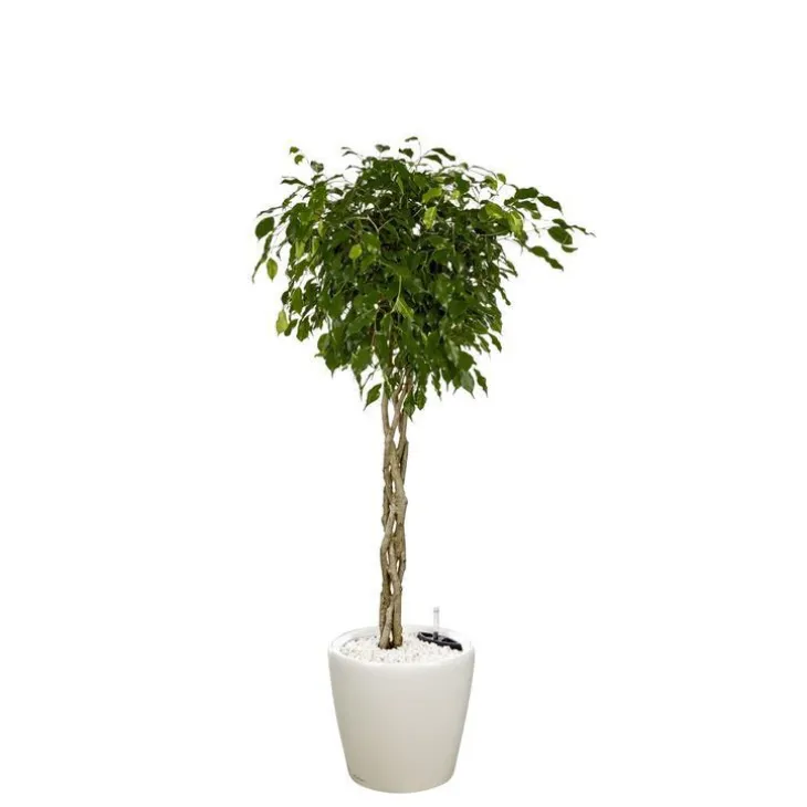 Ficus benjamina tronc tressé et son pot Classico premium Ø 35 blanc