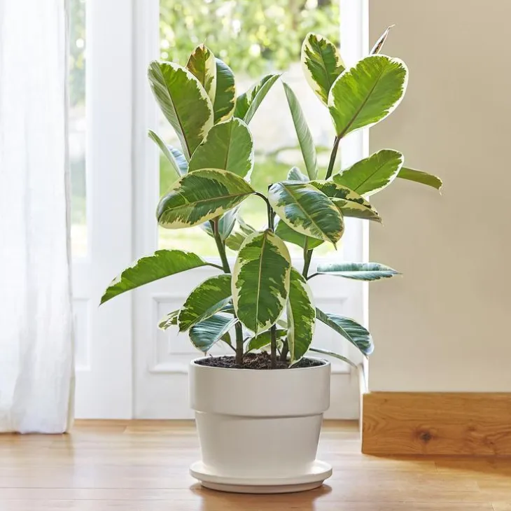 Ficus elastica tineke. Le pot de 26 cm
