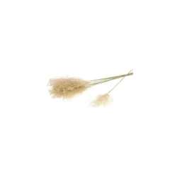 Fleurs séchées coloris beige herbe fluffy naturel