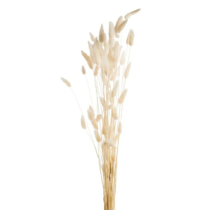 Fleurs séchées coloris blanc lagure