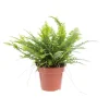 Fougère Nephrolepis pot Ø12 cm