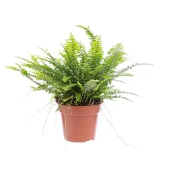Fougère Nephrolepis pot Ø12 cm