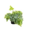 Fougère Phlebodium (Polypode doré). Le pot Ø 17 cm avec cache-pot en céramique