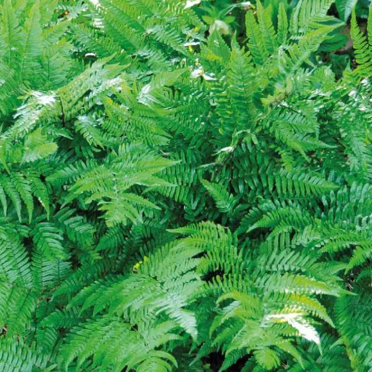 Fougère vivace Dryopteris - Le pot de 9 x 9 cm
