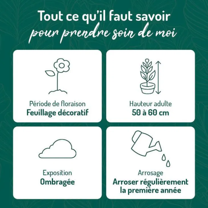Fougère vivace Dryopteris - Le pot de 9 x 9 cm