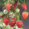 Fraisier 'Cijosée' Bio. La motte de 7x7 cm