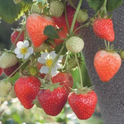 Fraisier 'Cijosée' Bio. La motte de 7x7 cm