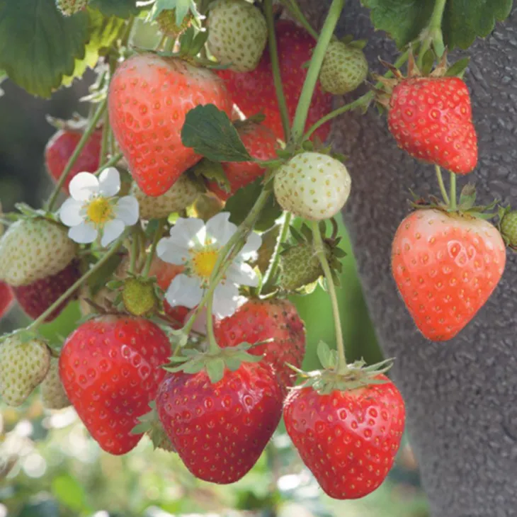 Fraisier 'Cijosée' Bio. La motte de 7x7 cm