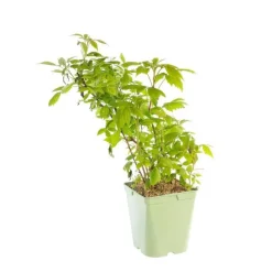 Framboisier Autumn Bliss Bio. Le pot de 5 litres