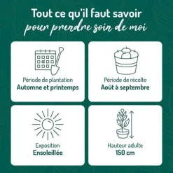 Framboisier Autumn Bliss Bio. Le pot de 5 litres