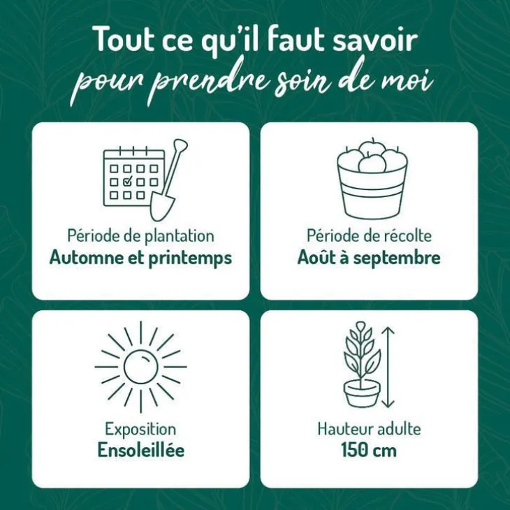Framboisier Autumn Bliss Bio. Le pot de 5 litres