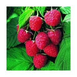Framboisier Autumn Bliss Bio. Le pot de 5 litres