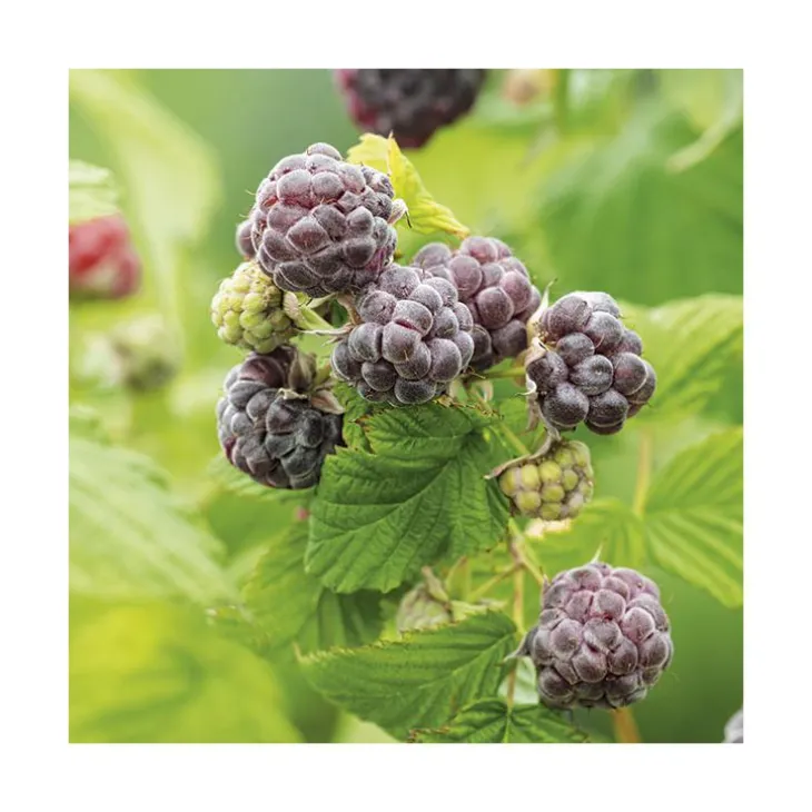 Framboisier ‘Autumn Passion’ Bio. Le pot de 2 litres