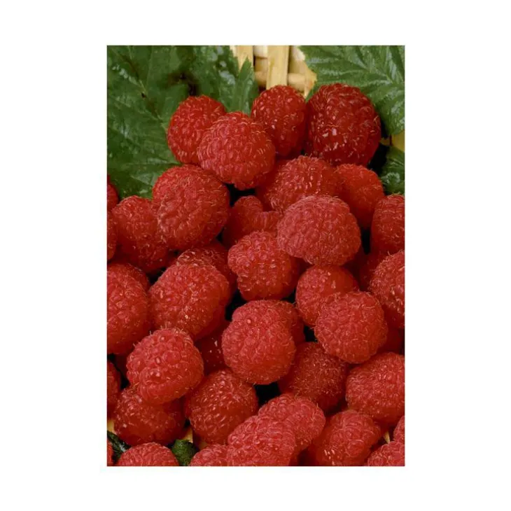 Framboisier Belle De Malicorne®. Le pot de 5 litres