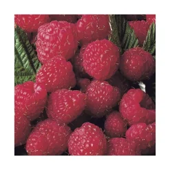 Framboisier Magnific Delbard® Bio. Le pot de 2 litres