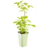 Framboisier Marastar Bio. Le pot de 1 litre