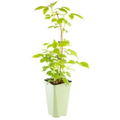 Framboisier Marastar Bio. Le pot de 1 litre