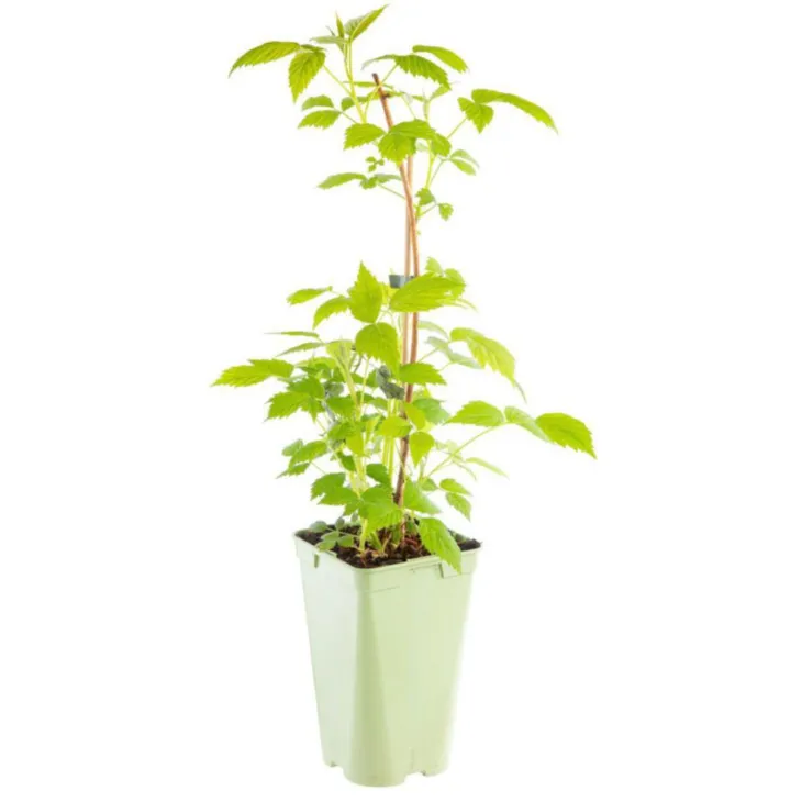 Framboisier Marastar Bio. Le pot de 1 litre