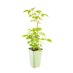 Framboisier Paris Bio. Le pot de 2 litres