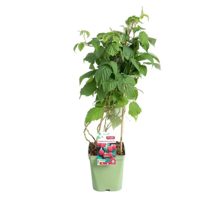 Framboisier Willamette Bio. Le pot de 5 litres